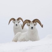 image06